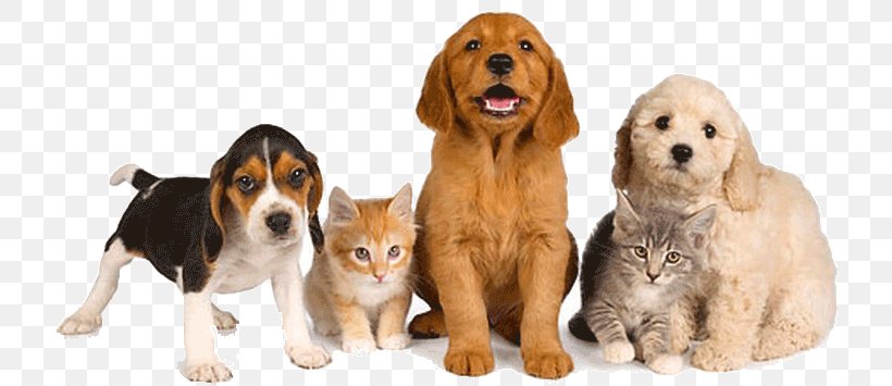 Dog Pet Sitting Pet–friendly Hotels Pet Shop, PNG, 728x355px, Dog, Carnivoran, Cat, Collar, Companion Dog Download Free