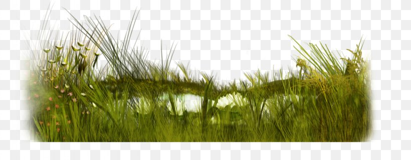Microchloa Weeping Fig Green Flower Tree, PNG, 1280x500px, Microchloa, Fig Trees, Flower, Flower Garden, Grass Download Free