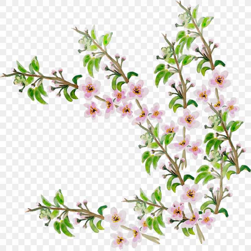 Twig Cherry Blossom Flowering Plant ST.AU.150 MIN.V.UNC.NR AD Cherries, PNG, 2854x2852px, Twig, Blossom, Branch, Breckland Thyme, Cherries Download Free