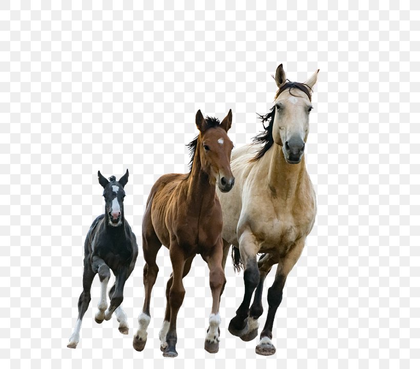 Foal American Paint Horse Arabian Horse Mare Stallion, PNG, 702x720px, Foal, American Paint Horse, Arabian Horse, Colt, Equestrian Download Free