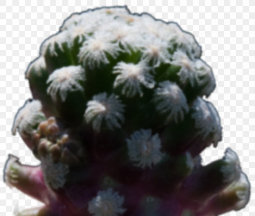 Citroën Cactus M, PNG, 828x700px, Cactus, Caryophyllales, Plant Download Free