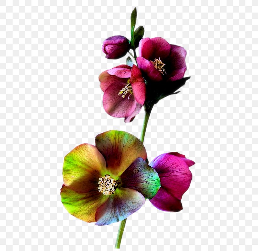 Cut Flowers Plant Stem Petal Clip Art, PNG, 517x800px, 2018, Flower, Blog, Cut Flowers, Drawing Download Free