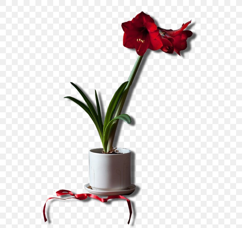 Flower Hippeastrum, PNG, 600x772px, Flower, Amaryllis Belladonna, Amaryllis Family, Cut Flowers, Floral Design Download Free