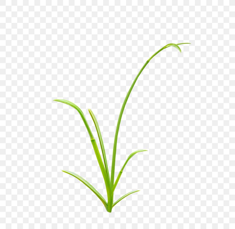 Herbaceous Plant Grass, PNG, 800x800px, Herbaceous Plant, Designer, Flora, Flower, Grass Download Free