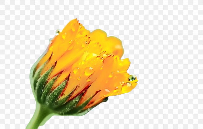 Marigold Flower, PNG, 2508x1596px, Marigold, Bloom, Blossom, Closeup, Flora Download Free