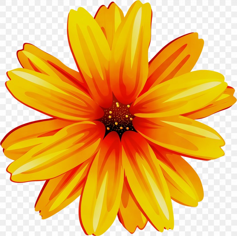 Orange, PNG, 2654x2644px, Watercolor, Barberton Daisy, Calendula, English Marigold, Flower Download Free