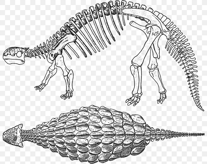 Ankylosaurus Stegosaurus Apatosaurus Dinosaur Scelidosaurus, PNG, 800x650px, Ankylosaurus, Ankylosauridae, Apatosaurus, Armour, Artwork Download Free