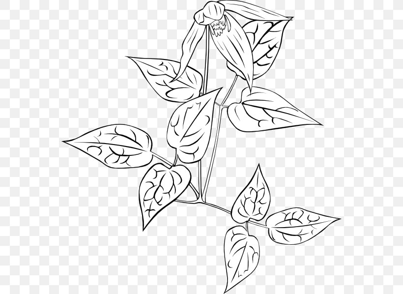 Drawing Plant Clip Art, PNG, 570x598px, Drawing, Art, Artwork, Black And White, Clematis Montana Download Free