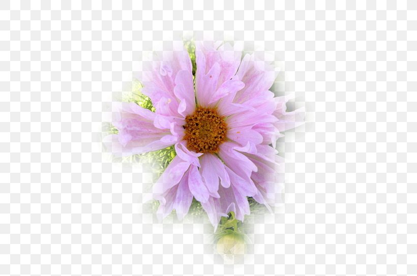 Garden Cosmos Chrysanthemum Transvaal Daisy Cut Flowers Petal, PNG, 600x543px, Garden Cosmos, Annual Plant, Aster, Chrysanthemum, Chrysanths Download Free