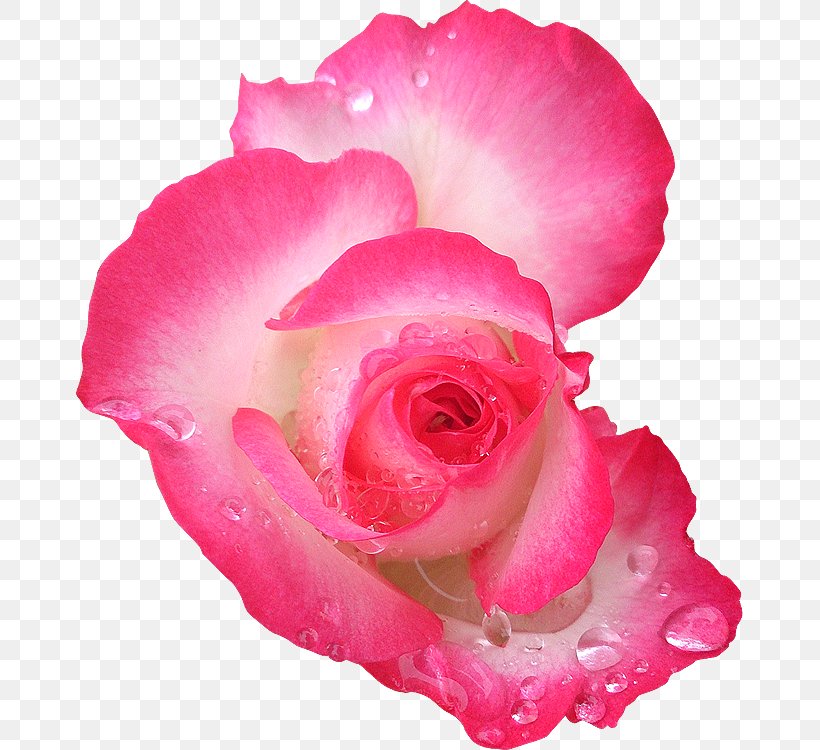 Garden Roses Flower, PNG, 667x750px, Garden Roses, Art, China Rose, Close Up, Cut Flowers Download Free