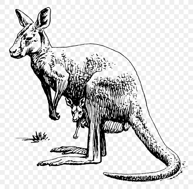 Koala Kangaroo Drawing Clip Art, PNG, 780x800px, Koala, Animal Figure, Black And White, Boxing Kangaroo, Carnivoran Download Free