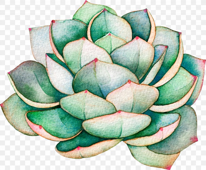 Succulent Plant Illustration Royalty-free Stock Photography Cactus, PNG, 3000x2483px, Succulent Plant, Agave, Aquatic Plant, Art, Botany Download Free