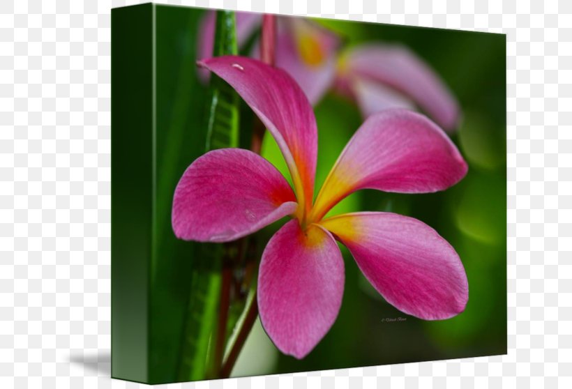 Wildflower Flora Petal Plant, PNG, 650x558px, Flower, Close Up, Closeup, Flora, Flowering Plant Download Free