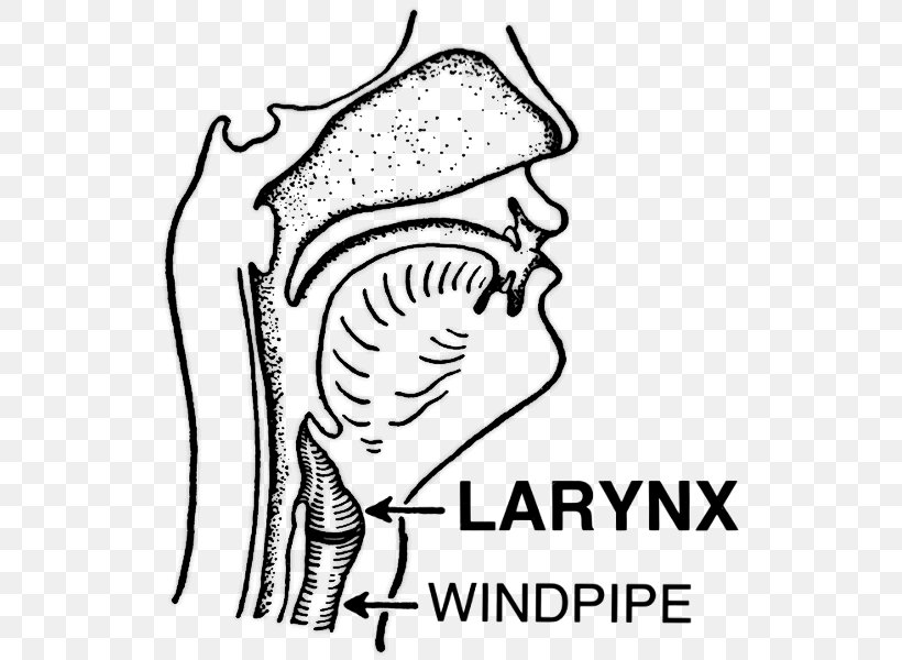 Medicine Cartoon, PNG, 545x600px, Larynx, Blackandwhite, Coloring Book, Definition, Dictionary Download Free