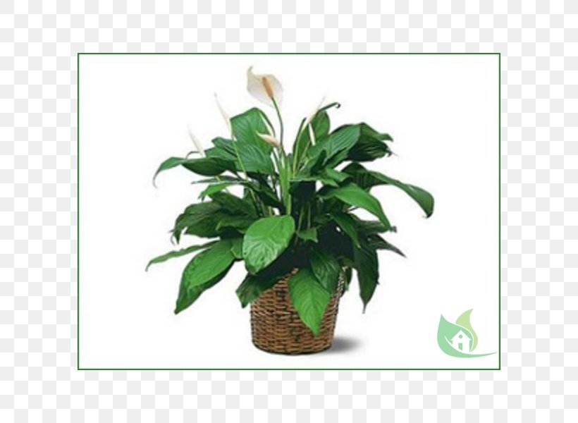 Peace Lily Plant Trias Flowers & Gifts Chinese Evergreens, PNG, 600x600px, Peace Lily, Basket, Chinese Evergreens, Evergreen, Florist Download Free