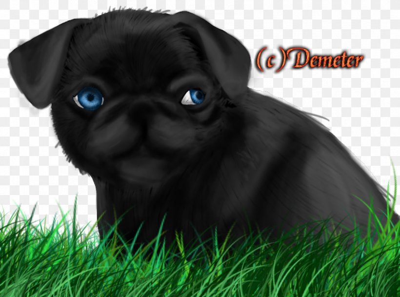 Pug Puppy Dog Breed Pet Canidae, PNG, 850x632px, Pug, Animal, Breed Group Dog, Canidae, Carnivora Download Free