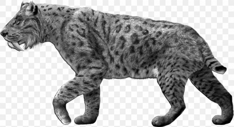 Smilodon Populator Machairodontinae Saber-toothed Cat Dire Wolf Pleistocene, PNG, 1443x783px, Smilodon Populator, Animal Figure, Big Cats, Black And White, Carnivora Download Free