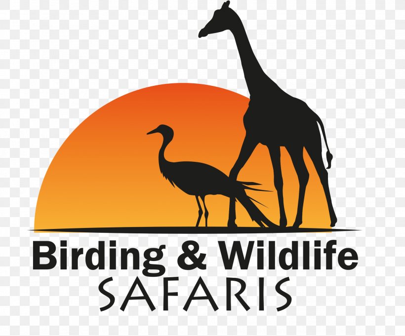 Birding And Wildlife Safaris Kruger National Park Water Bird Birdwatching, PNG, 2119x1761px, Bird, Anatidae, Beak, Birdwatching, Brand Download Free