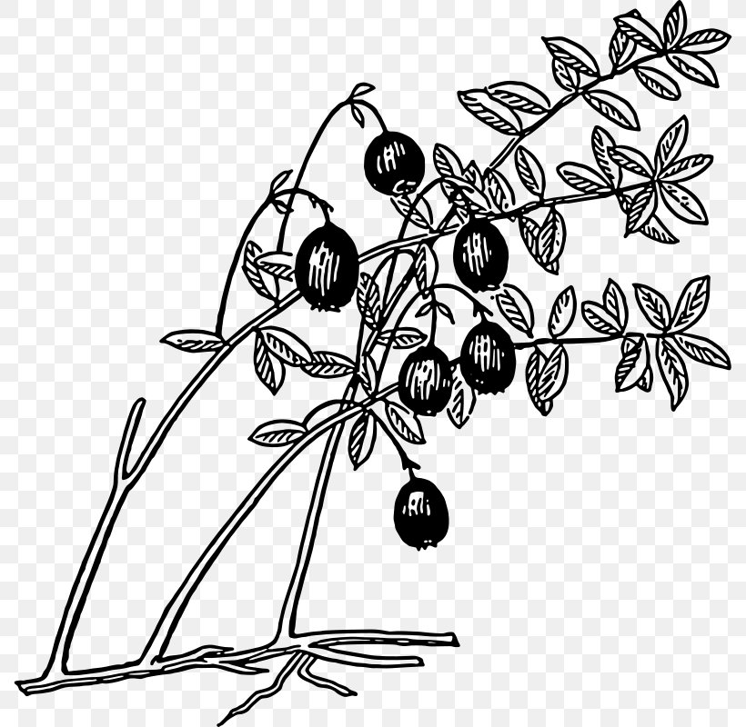 Cranberry Juice Coloring Book, PNG, 790x800px, Cranberry Juice, Berry, Black And White, Blueberry, Branch Download Free