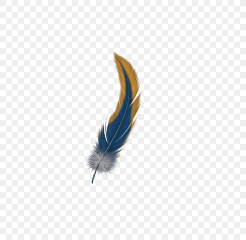 Feather, PNG, 800x800px, Feather, Blue, Wing Download Free