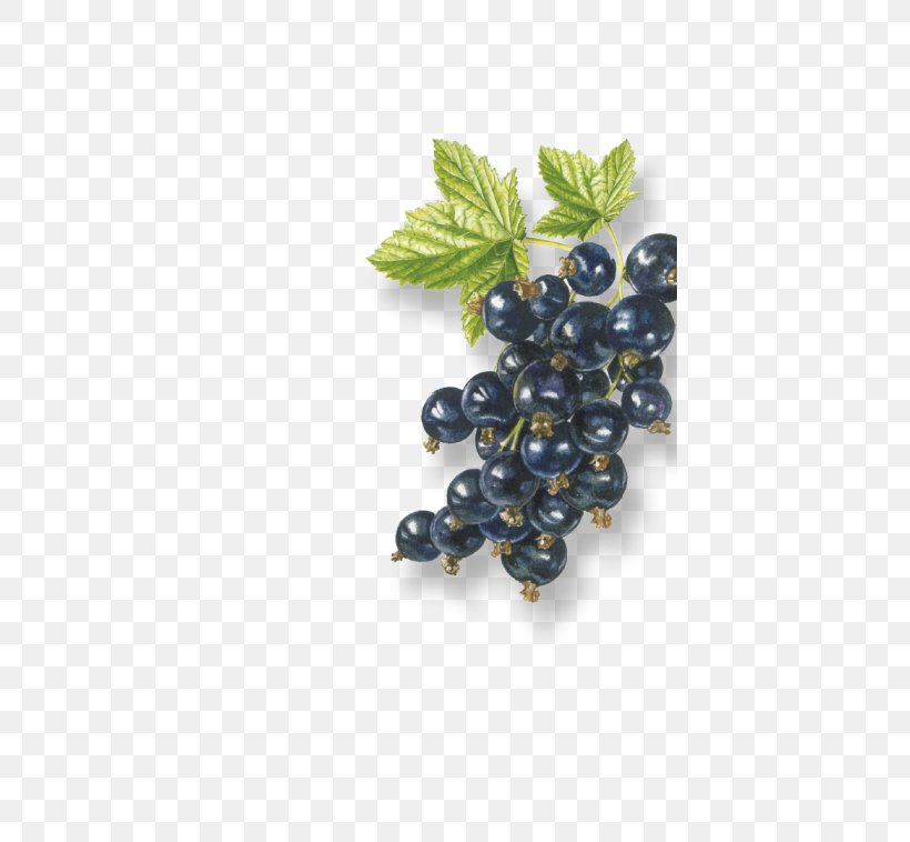 Grape Zante Currant Organic Food Bilberry Blackcurrant, PNG, 400x758px, Grape, Apricot, Berry, Bilberry, Blackberry Download Free