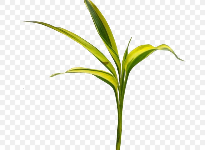 Leaf Maize ICO Icon, PNG, 664x600px, Leaf, Flower, Google Images, Grass, Grass Family Download Free