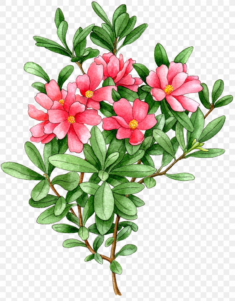Image Transparency Illustration Clip Art, PNG, 2000x2565px, Plants, Arctostaphylos, Chinese Peony, Common Purslane, Cut Flowers Download Free