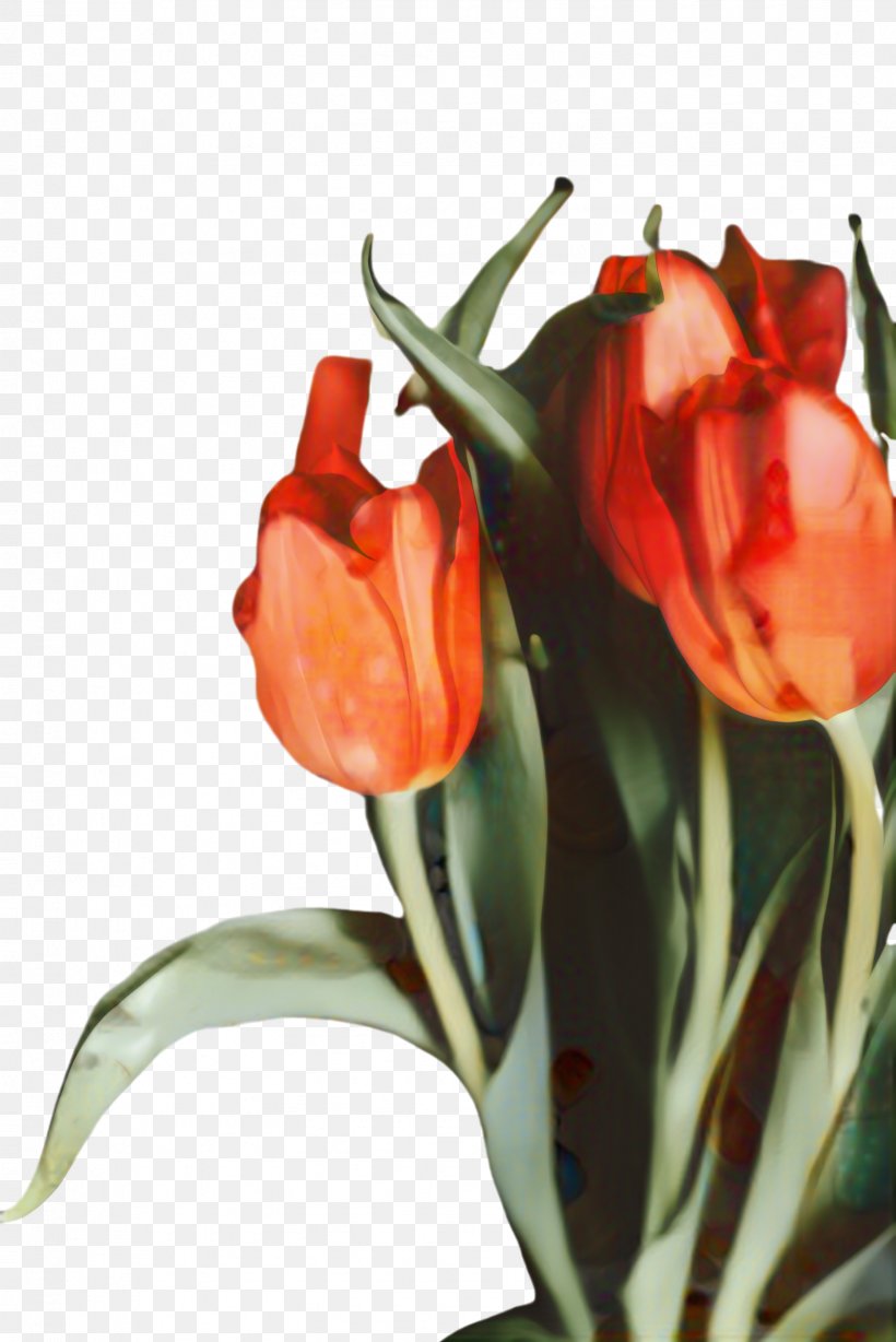 Red Watercolor Flowers, PNG, 1632x2445px, Tulip, Blossom, Bud, Cut Flowers, Flora Download Free