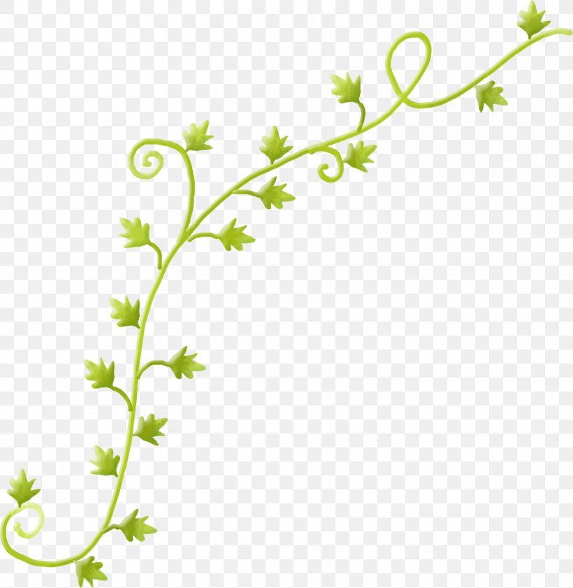 Vine Clip Art, PNG, 1559x1600px, Vine, Branch, Flora, Flower, Flowering Plant Download Free
