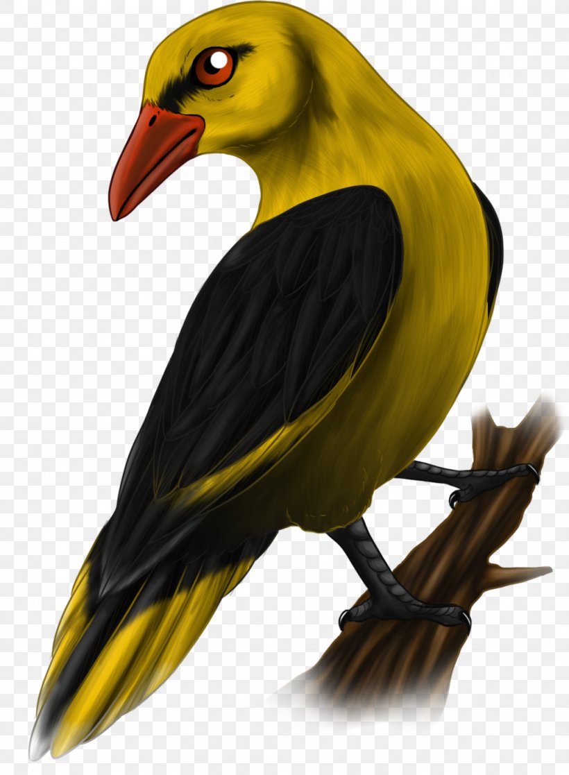 Beak Finches Piciformes Fauna, PNG, 1024x1396px, Beak, Bird, Fauna, Finch, Finches Download Free