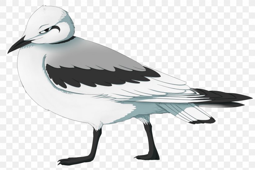 European Herring Gull Gulls Bird Swans Clip Art, PNG, 2476x1654px, European Herring Gull, Beak, Bird, Charadriiformes, Drawing Download Free