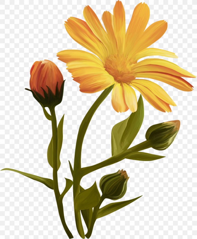 Flower Desktop Wallpaper Clip Art, PNG, 1053x1280px, Flower, Annual Plant, Calendula, Calendula Officinalis, Chrysanths Download Free