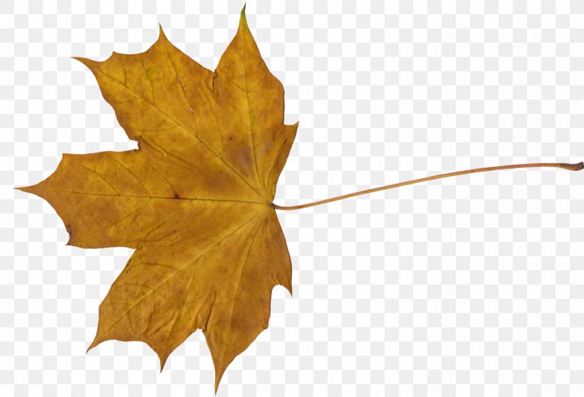 Maple Leaf Flag Of Canada, PNG, 1468x1000px, Maple Leaf, Autumn, Canada, Flag Of Canada, Leaf Download Free