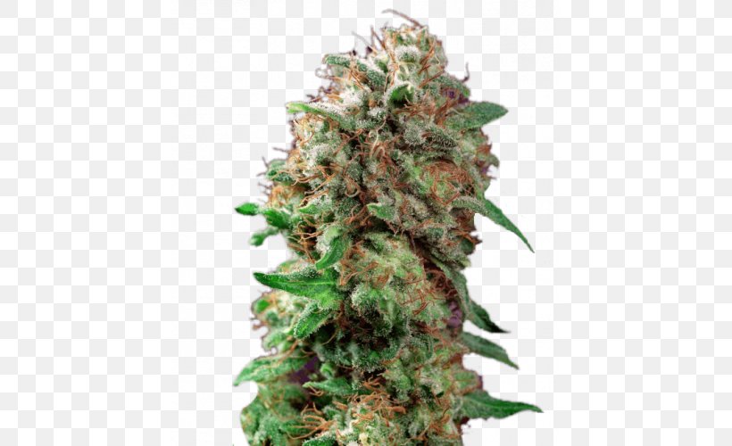 Barneys Farm Shop Kush Autoflowering Cannabis Seed, PNG, 500x500px, Barneys Farm Shop, Autoflowering Cannabis, Cannabis, Cannabis In British Columbia, Cannabis Sativa Download Free
