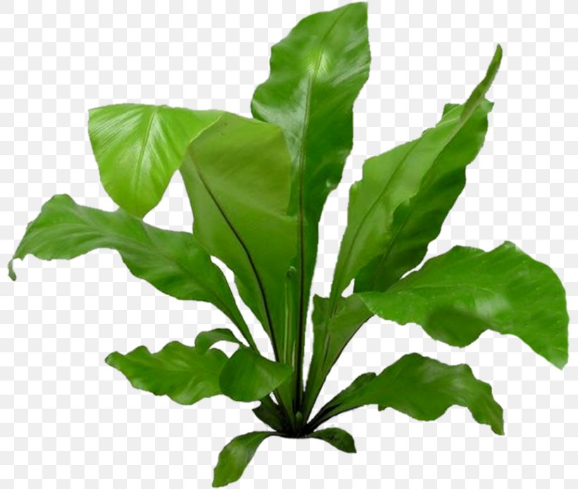 Chard Spring Greens Plant Interior Design Services Apartment, PNG, 800x694px, Chard, Apartment, Basil, Furniture, Herb Download Free
