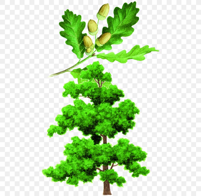 English Oak Crown Tree Leaf Branch, PNG, 507x800px, English Oak, Auglis, Bay Laurel, Branch, Conifer Download Free