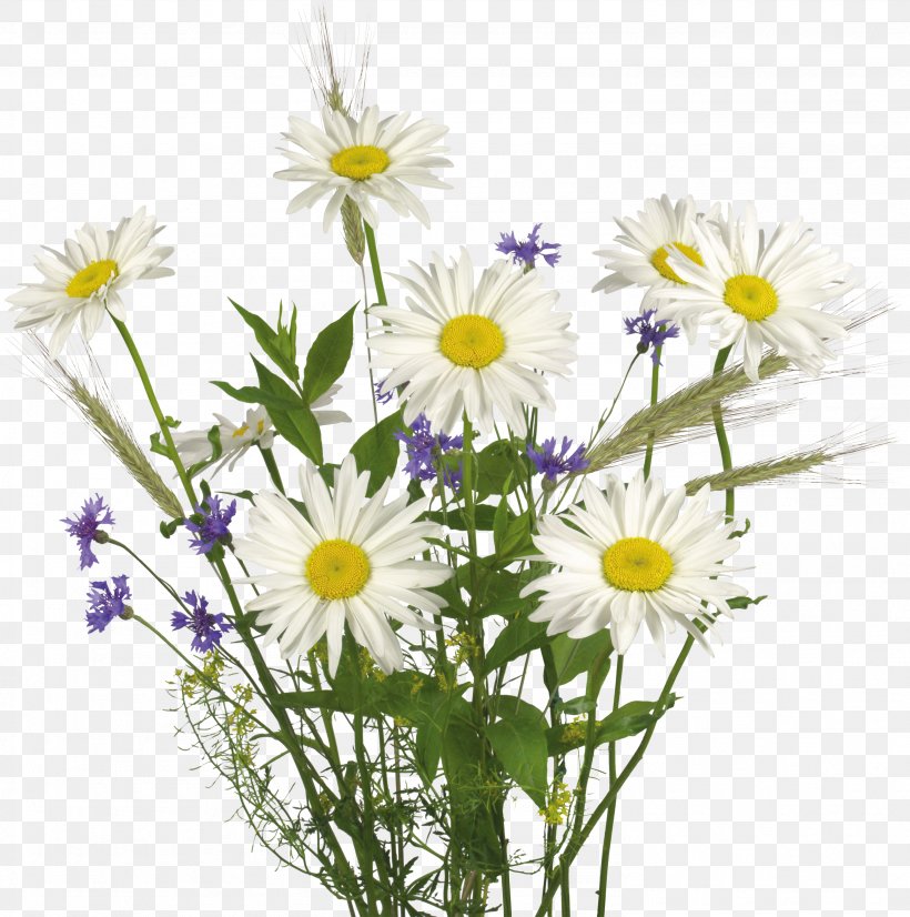 Flower Clip Art, PNG, 2976x3000px, Flower, Annual Plant, Aster, Chamaemelum Nobile, Chrysanths Download Free