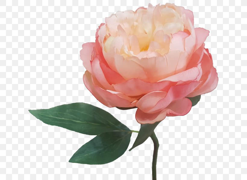 Garden Roses Peony Artificial Flower Cut Flowers, PNG, 800x600px, Garden Roses, Artificial Flower, Cabbage Rose, Cut Flowers, Floribunda Download Free