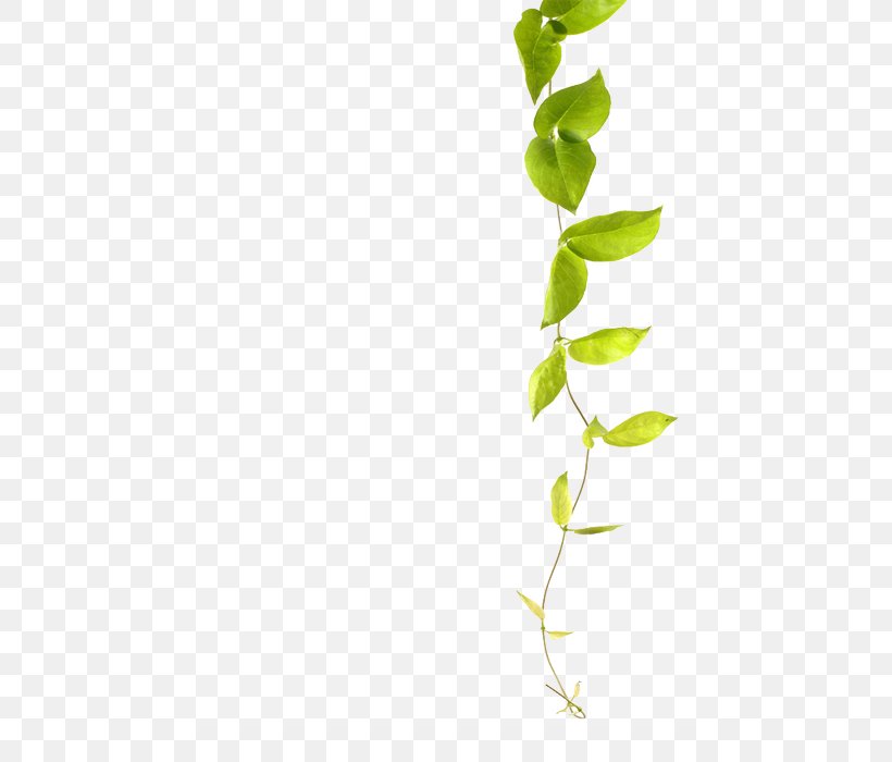 Green Vine Plant Common Ivy, PNG, 500x700px, Green, Blue, Branch, Common Ivy, Flower Download Free