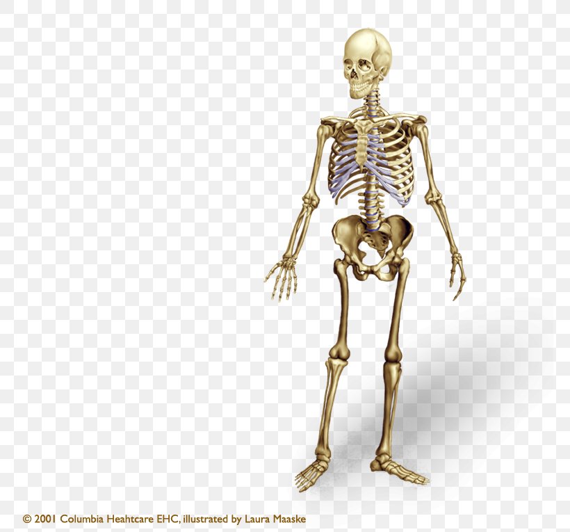 Human Skeleton Human Body Bone Anatomy Axial Skeleton, PNG, 773x765px, Human Skeleton, Anatomy, Appendicular Skeleton, Axial Skeleton, Bone Download Free