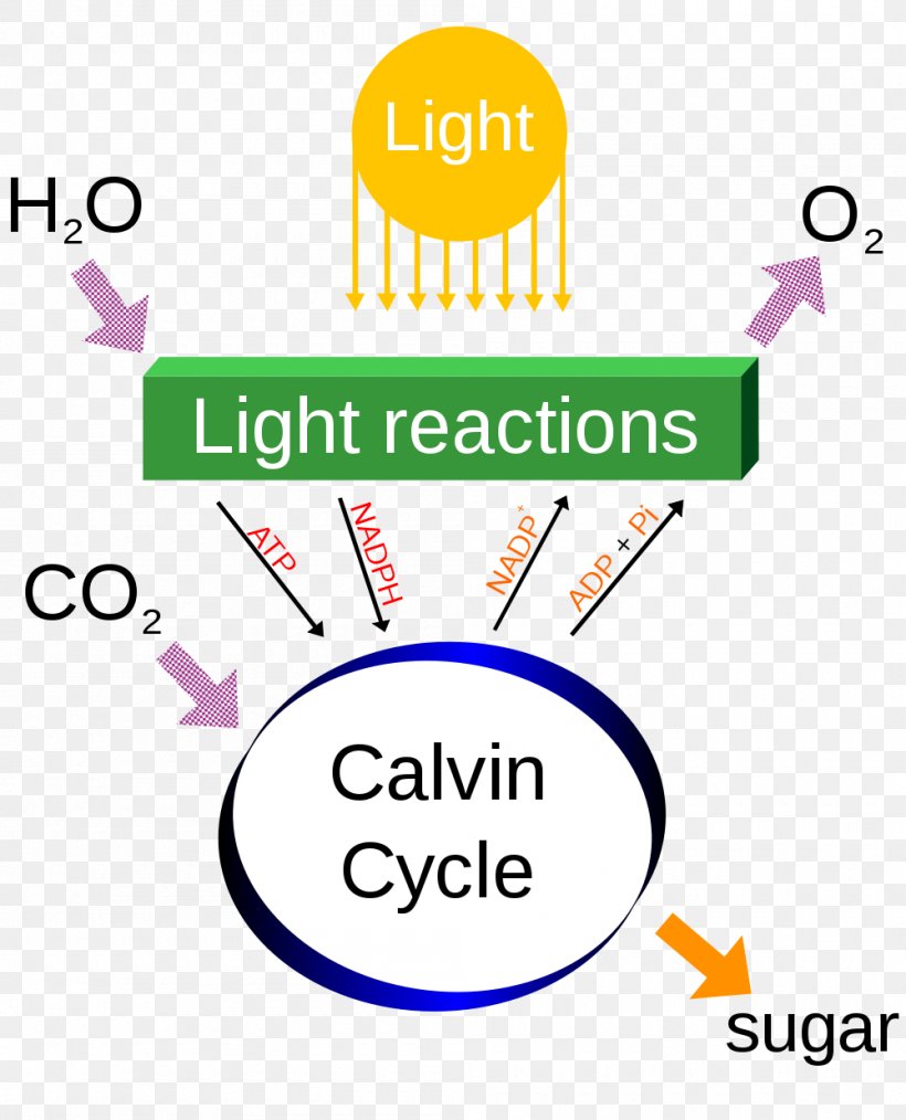 Photosynthesis Cellular Respiration Diagram Chemical Energy Carbon Dioxide, PNG, 1000x1237px, Photosynthesis, Adenosine Triphosphate, Area, Brand, Calvin Cycle Download Free