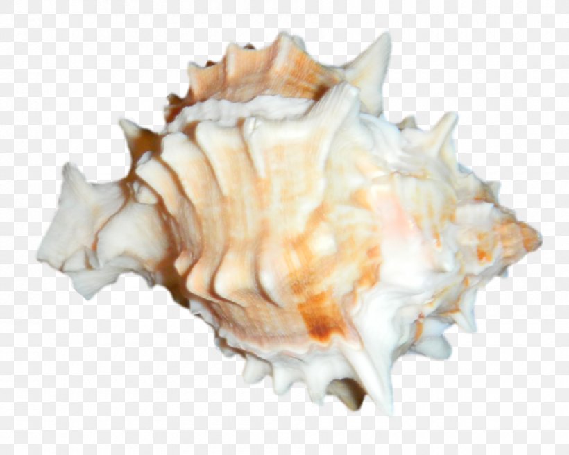 Cockle Clam Mussel Oyster Seashell, PNG, 900x720px, Cockle, Caracola, Clam, Clams Oysters Mussels And Scallops, Conch Download Free