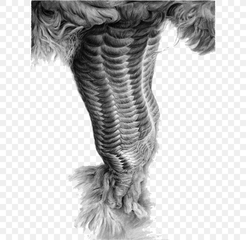 Drawing Rope Visual Arts Charcoal, PNG, 616x800px, Drawing, Art, Artist, Black And White, Charcoal Download Free