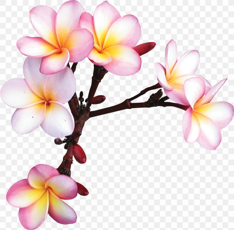 Flower Vecteur Clip Art, PNG, 1122x1105px, Flower, Blossom, Branch, Floral Design, Flowering Plant Download Free