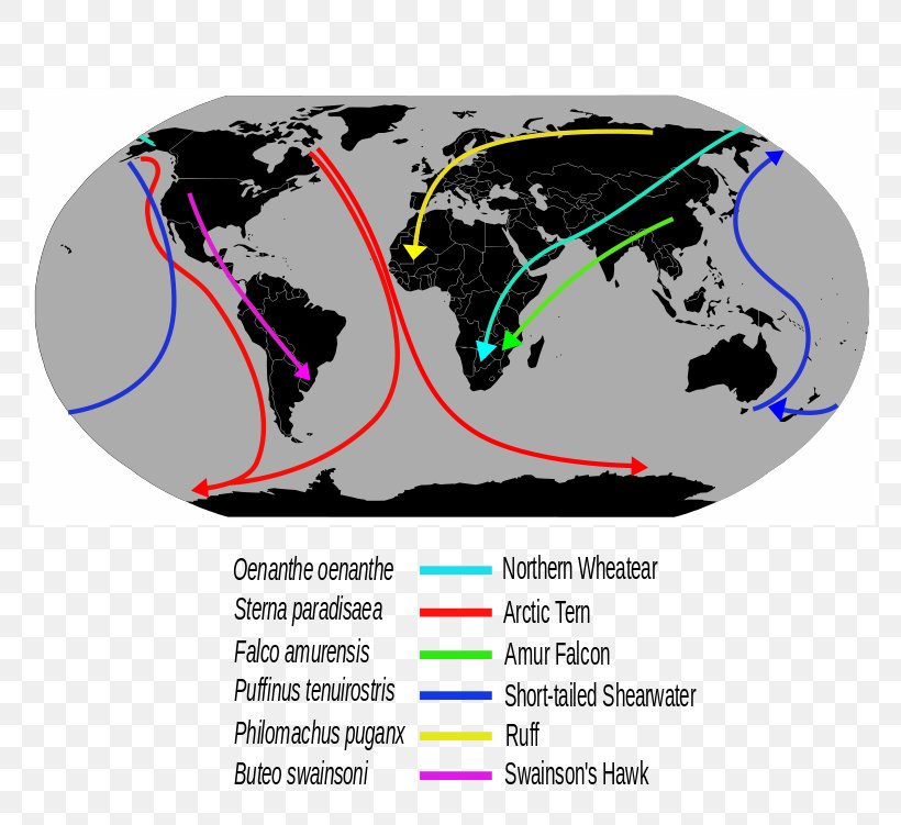 Globe Upside Down World Map, PNG, 800x751px, Globe, Brand, Earth, Map, Mapa Polityczna Download Free