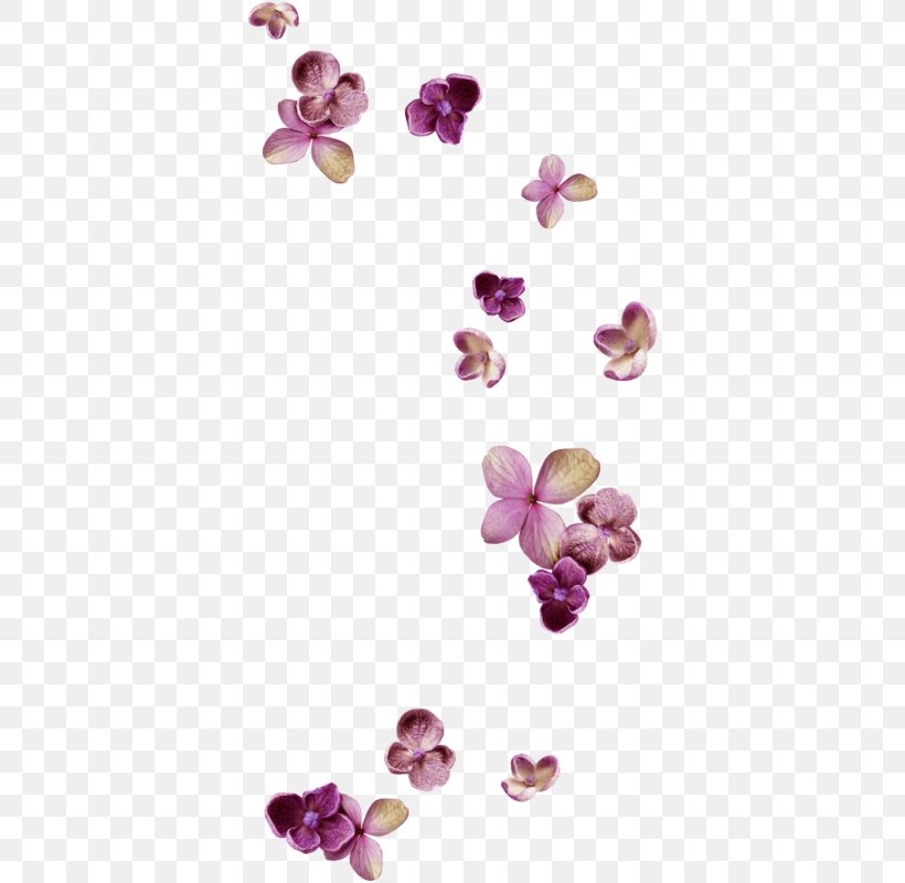 Lilac, PNG, 374x800px, Lilac, Flower, Magenta, Petal, Purple Download Free