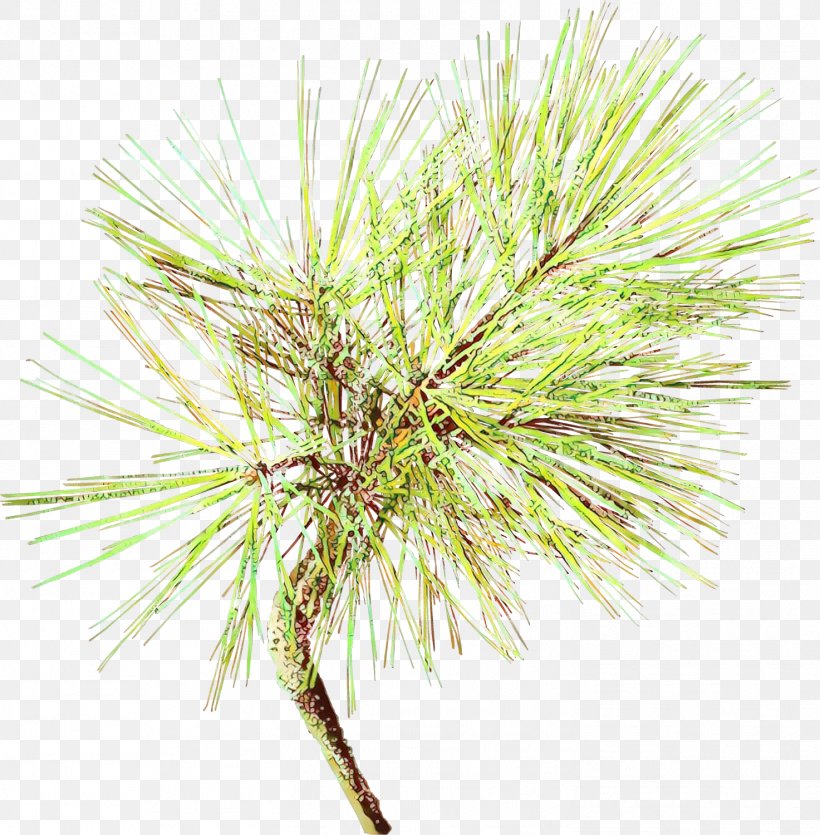 White Pine Red Pine Shortstraw Pine Georgia Pine Lodgepole Pine, PNG, 1473x1500px, Cartoon, Georgia Pine, Jack Pine, Loblolly Pine, Lodgepole Pine Download Free