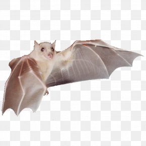 Lone Star Gifts - BAT-M Snout PNG