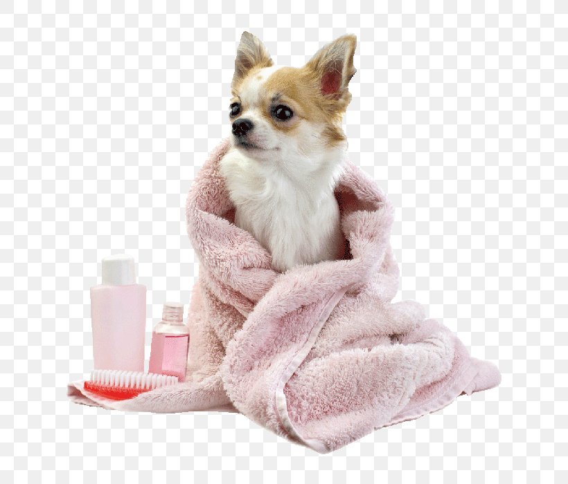 Cat Pug Dog Grooming Pomeranian Pet, PNG, 629x700px, Cat, Carnivoran, Chihuahua, Coat, Companion Dog Download Free