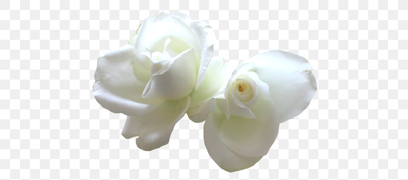 Rose Cut Flowers White Yellow, PNG, 500x362px, Rose, Cut Flowers, Flower, Flowering Plant, Moth Orchid Download Free